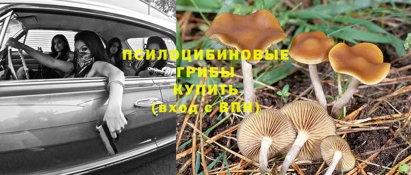 нарко площадка формула  как найти   Берёзовка  Псилоцибиновые грибы MAGIC MUSHROOMS 